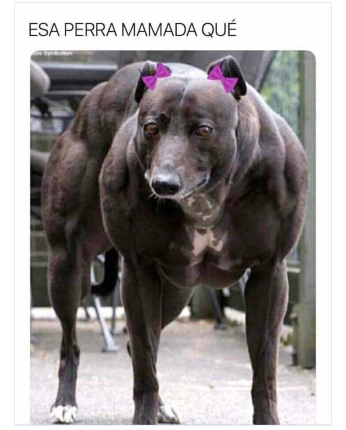 Meme por el himno del AIFA