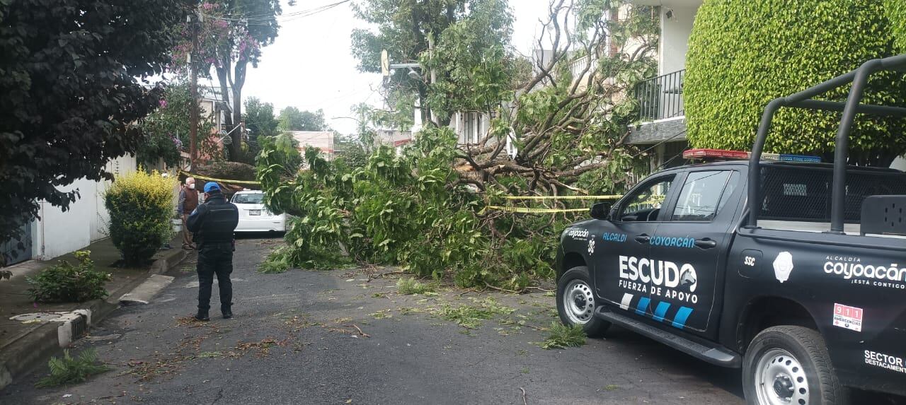 Atienden reportes por caídas de árboles en Coyoacán