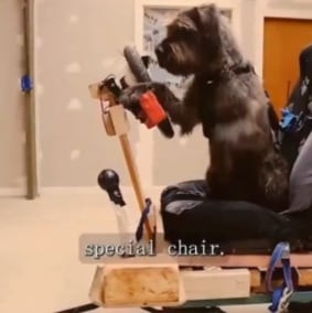 Perrito aprende a manejar un auto en sólo 47 días