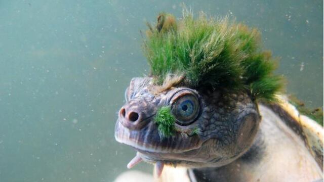 "Tortuga punk".