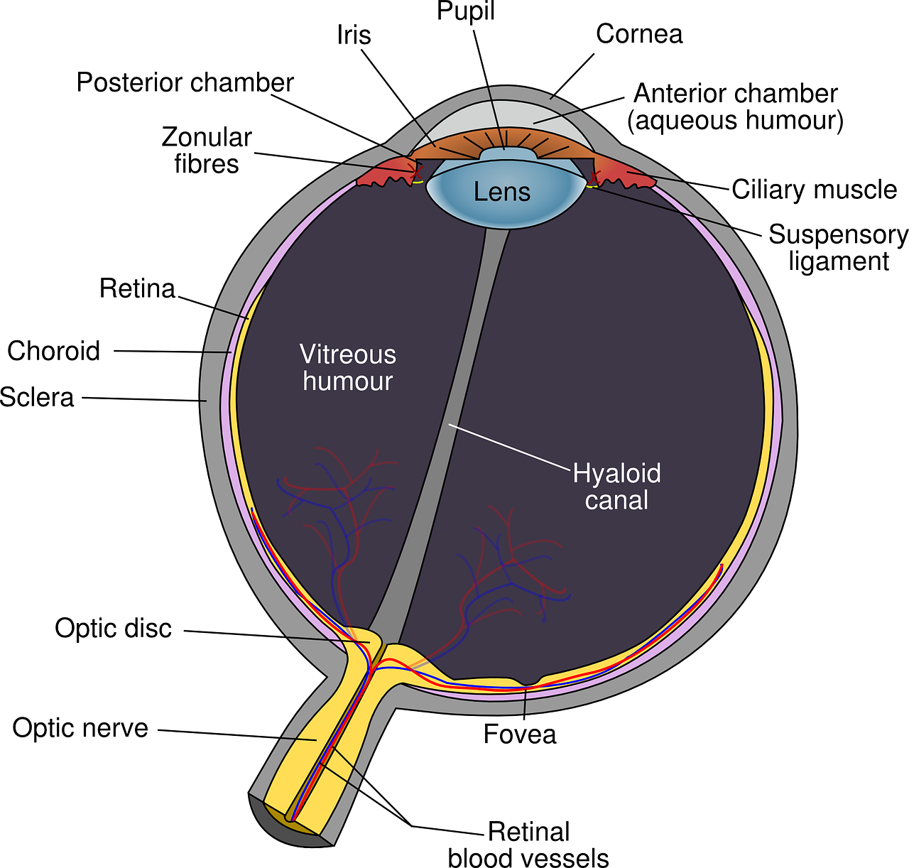 partes del ojo