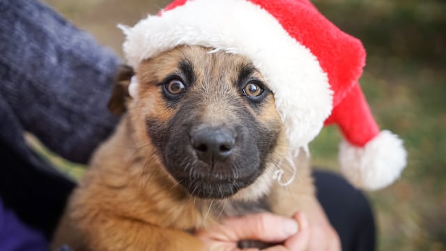 Los perros pueden ser alérgicos a la nochebuena.