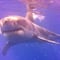 Tiburón blanco es avistado en playas de Sonora y genera alarmas por su peligrosidad