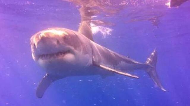 Playas de Sonora están en alerta tras avistamiento de gran tiburón blanco