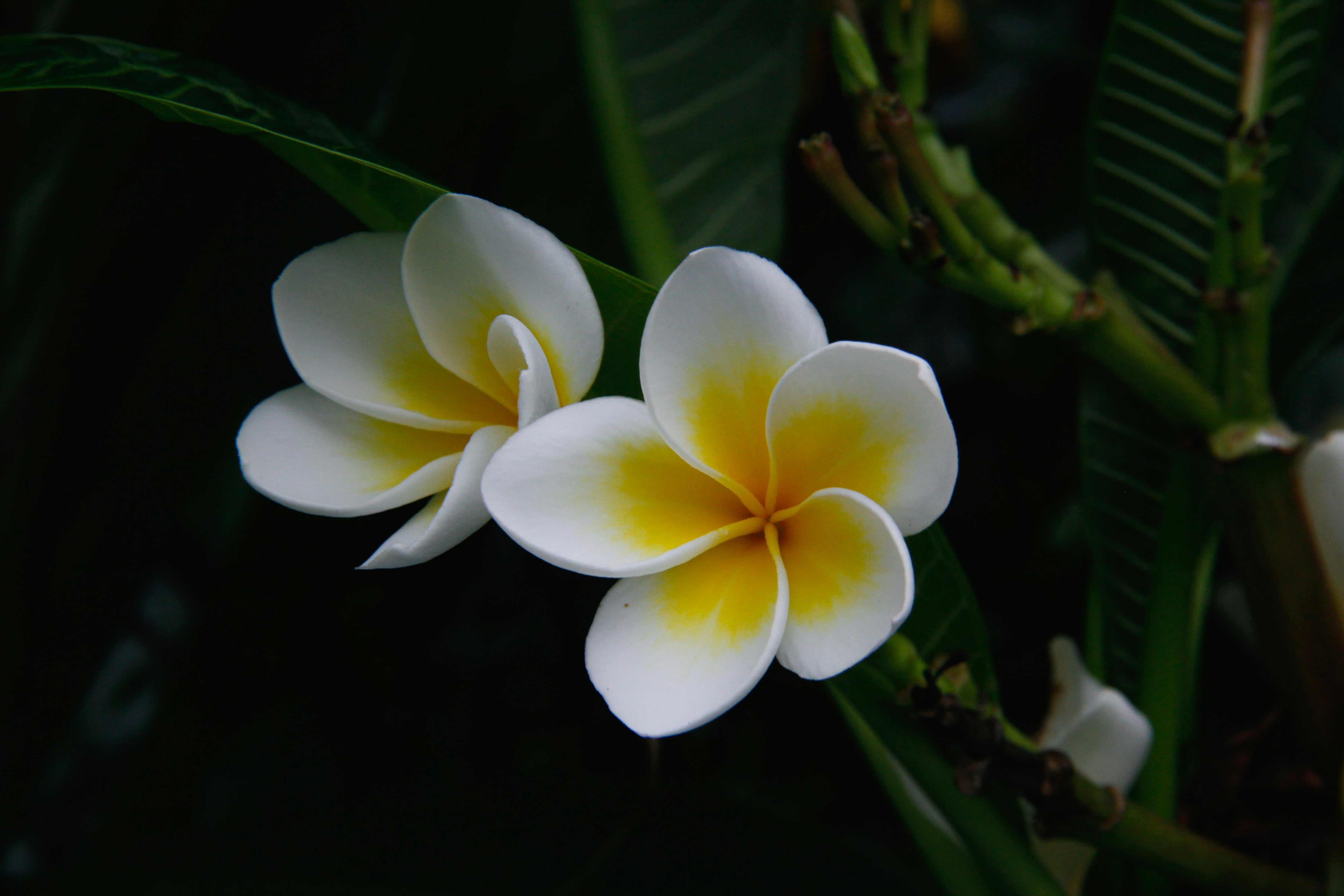 Flor de mayo o Plumeria Rubra