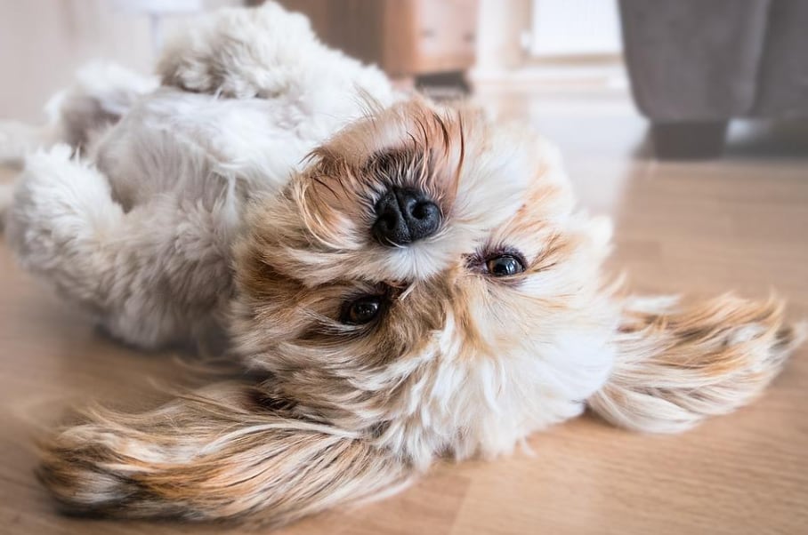Perro