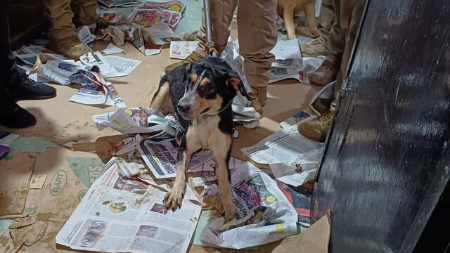 Rescatan a 60 perros en Coyoacán