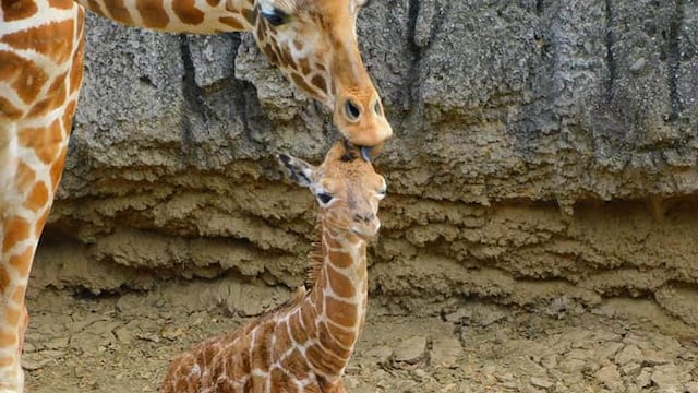 Jirafa 'Adelita' del Zoológico de Chapultepec