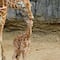 Nombran ‘Adelita’ a la jirafa que nació en el Zoológico de Chapultepec