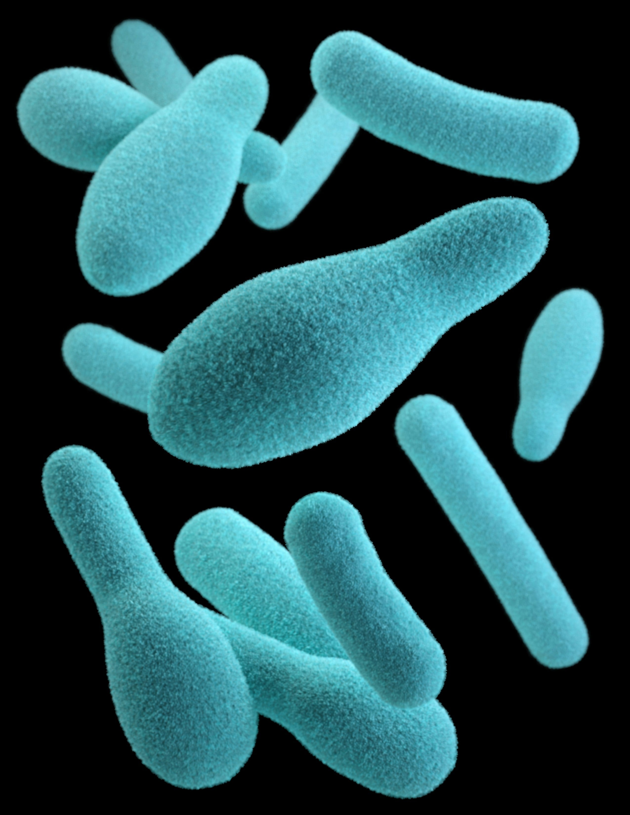 Bacteria