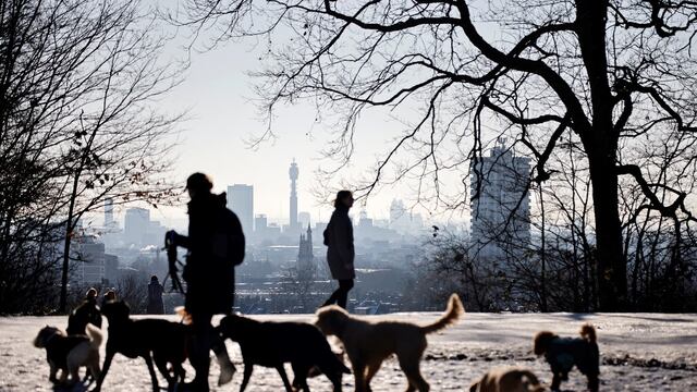 Perros en Reino Unido