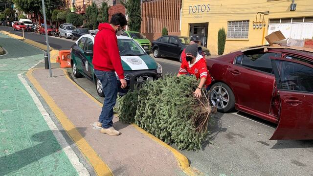 Alcaldía Miguel Hidalgo recibe árboles de Navidad
