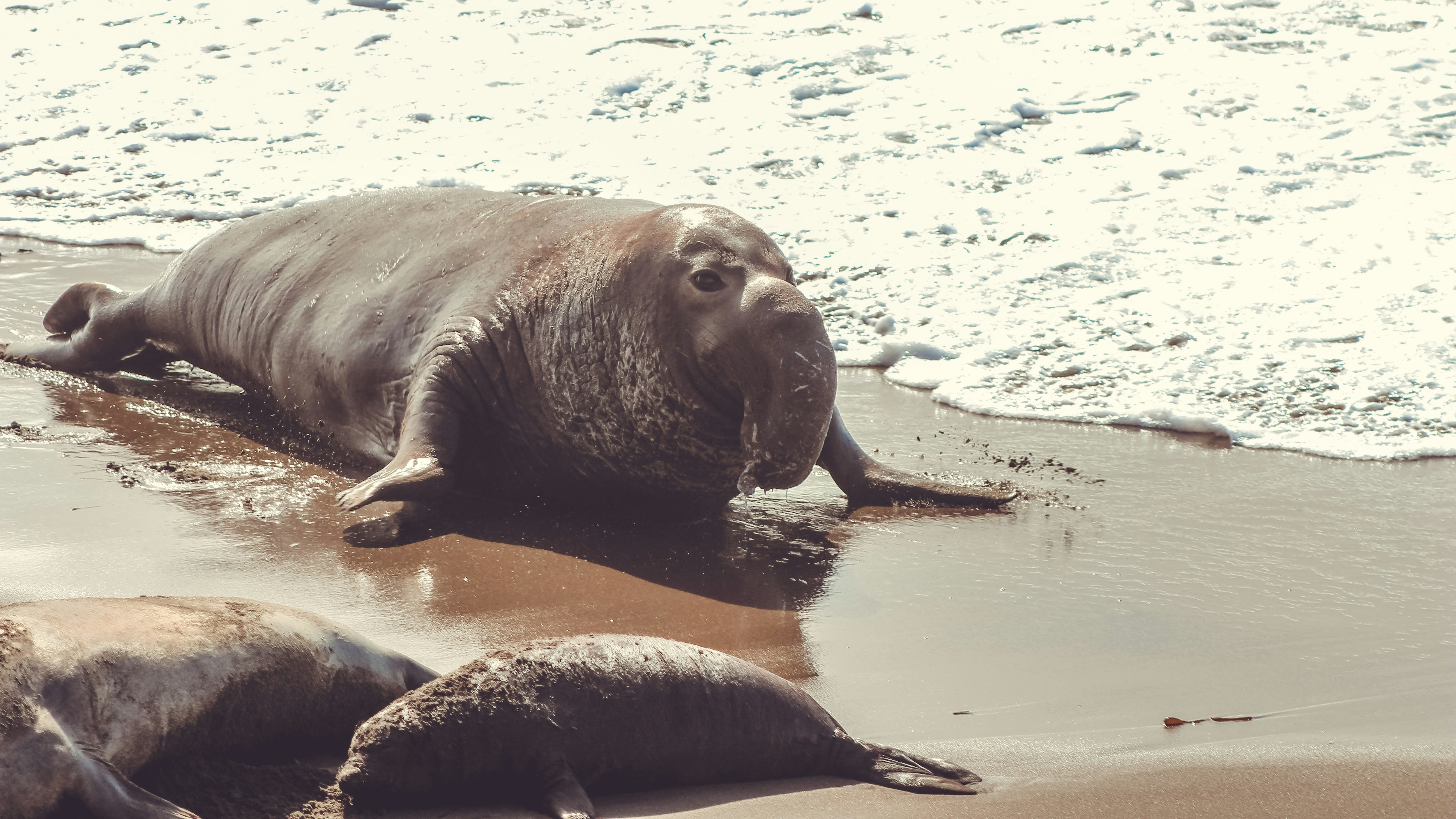 El impacto de la gripe aviar en la Antártida: muertes masivas de elefantes marinos hembra