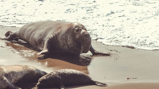 El impacto de la gripe aviar en la Antártida: muertes masivas de elefantes marinos hembra