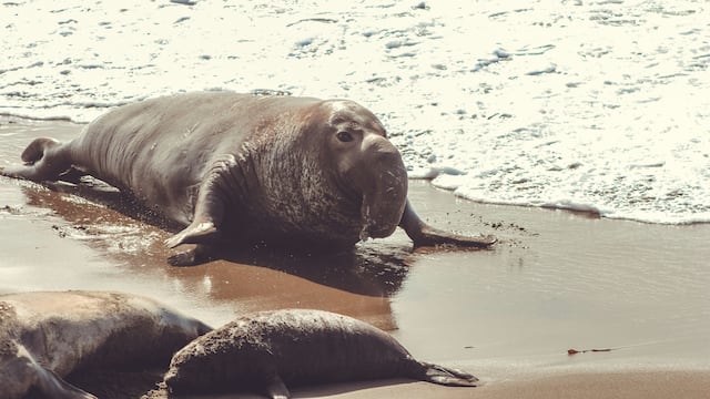 Elefantes marinos