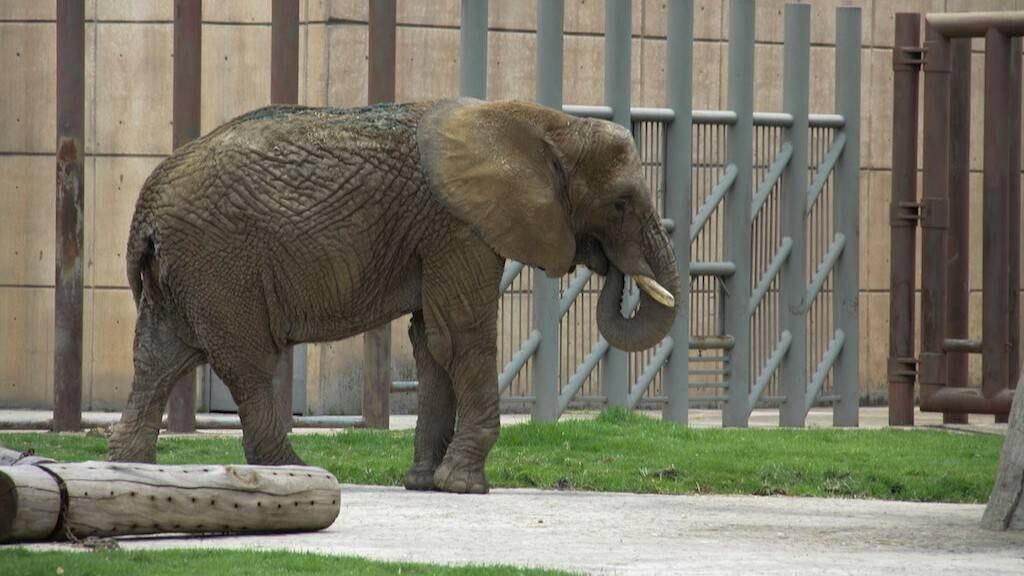 Elefante
