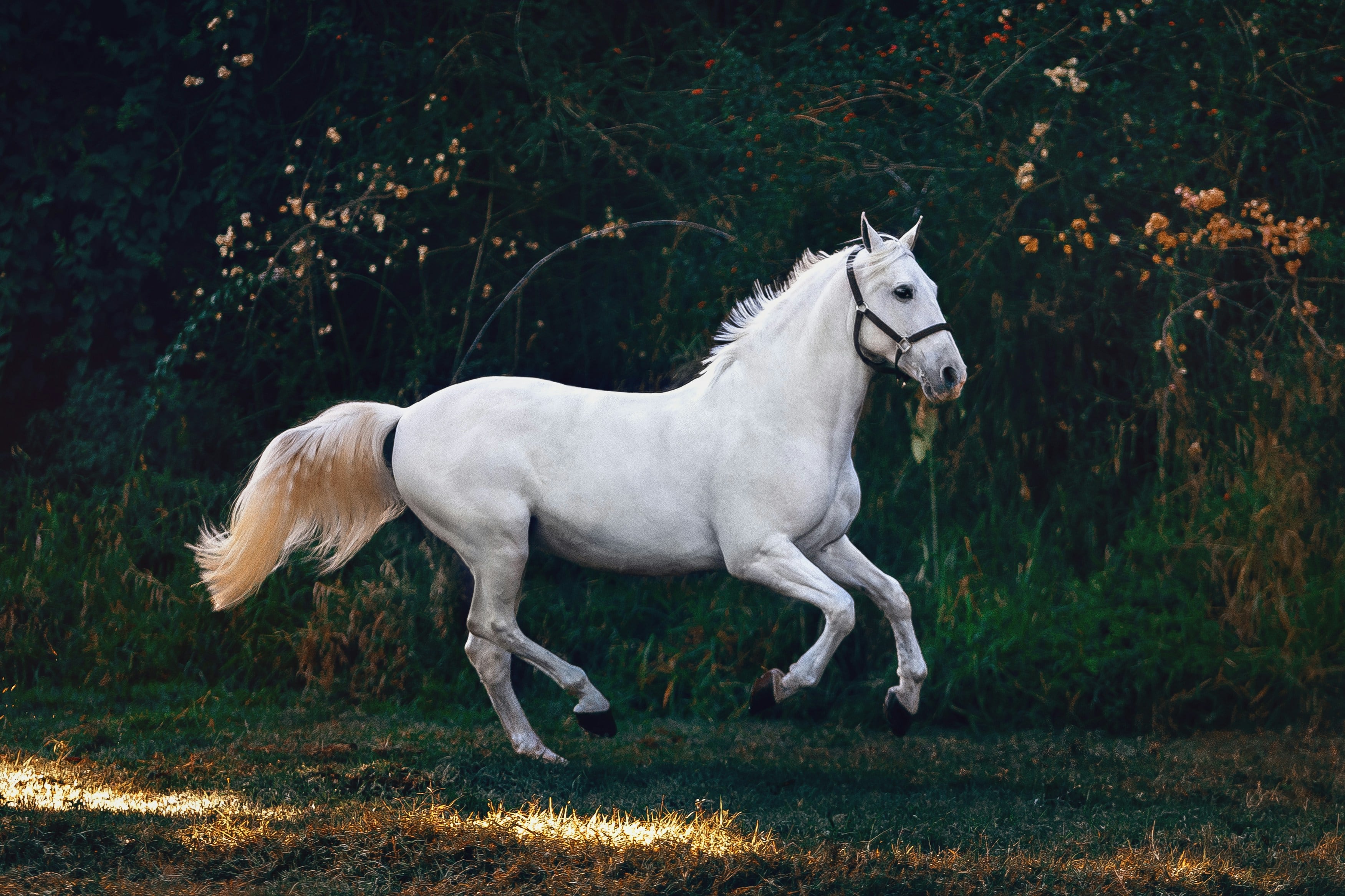 Día Mundial del Caballo