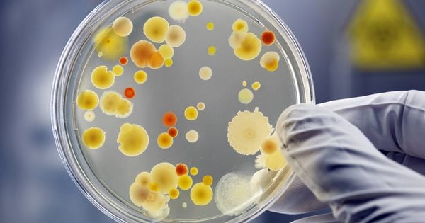 Candida auris