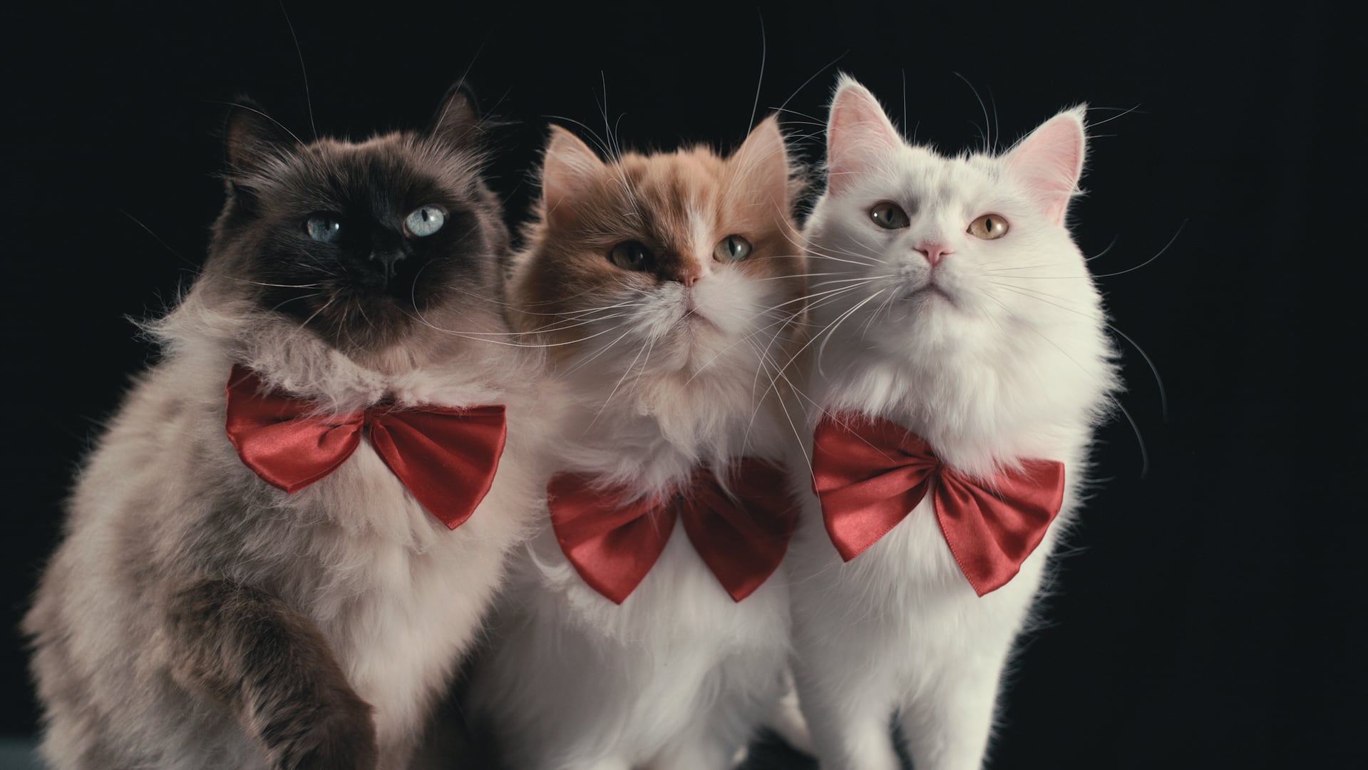 Inside the Mind of a Cat. Cr. Courtesy of Netflix © 2022