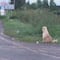 Leo, el perro que esperó 4 años a sus dueños en una carretera e hizo feliz a otro hogar