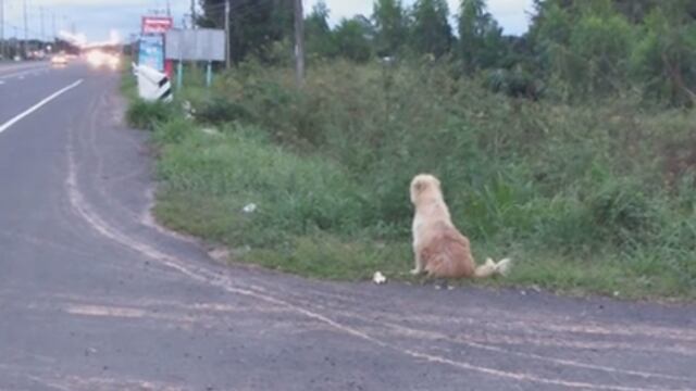 Leo, el perro que esperó a su dueño en una carretera durante 4 años.