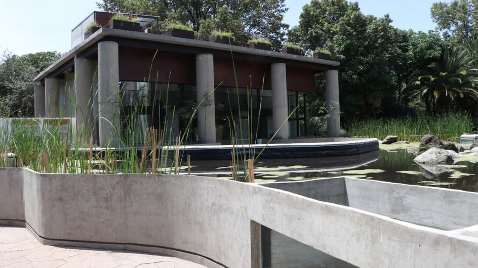 Museo del Ajolote en Chapultepec: Precio de la entrada, horarios, dónde está y cómo llegar