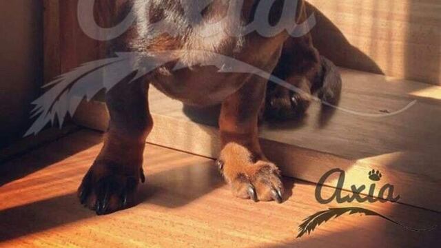 'Morita', perra salchicha víctima de maltrato animal en la colonia Narvarte