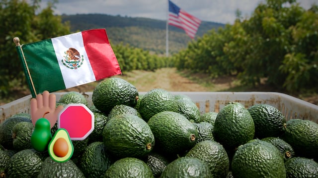 Nuevo revés al aguacate mexicano: Estados Unidos frena envíos desde Michoacán
