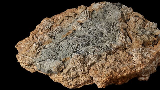 En Reino Unido, descubren fósiles de criaturas marinas