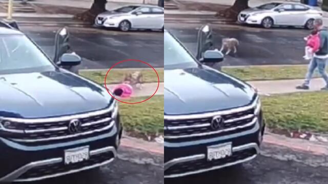 Coyote atacando a niña en vecindario de Los Ángeles