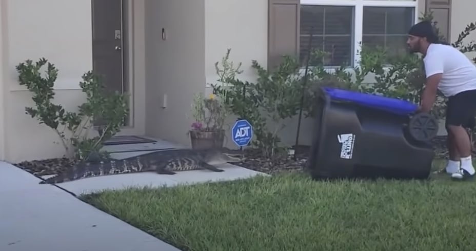 Captura del cocodrilo