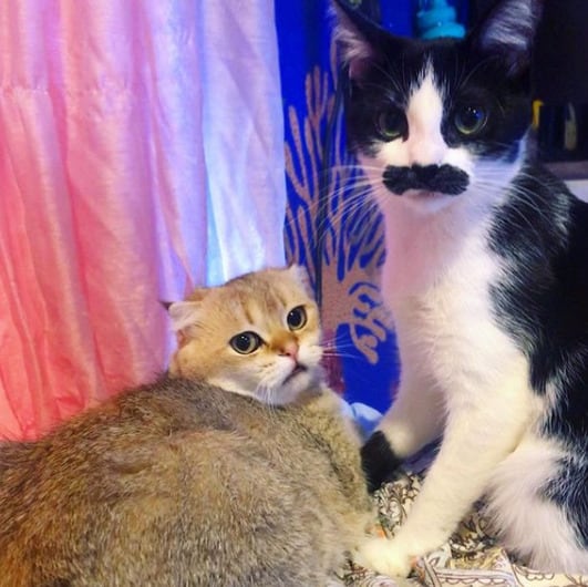 Izanami y Mostaccioli