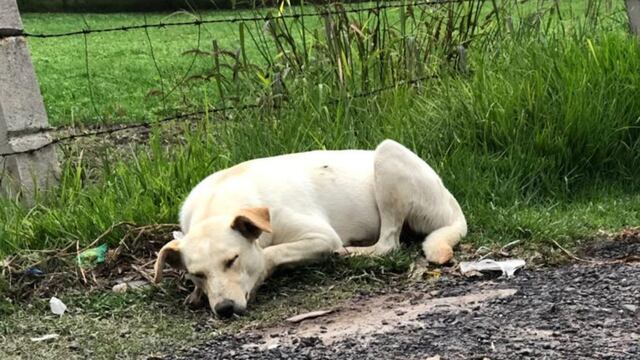 Perro abandonado