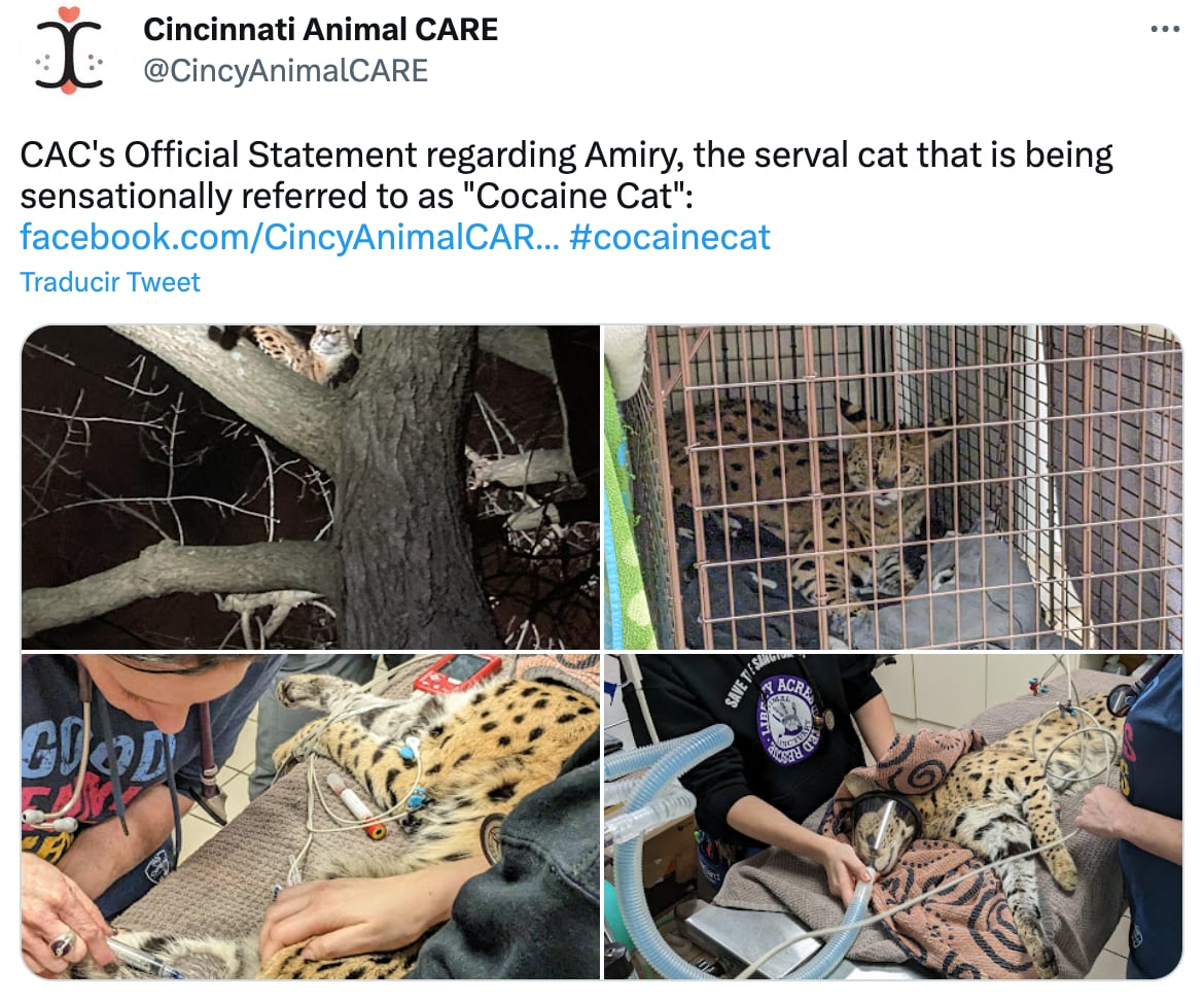 Cocaine Cat
