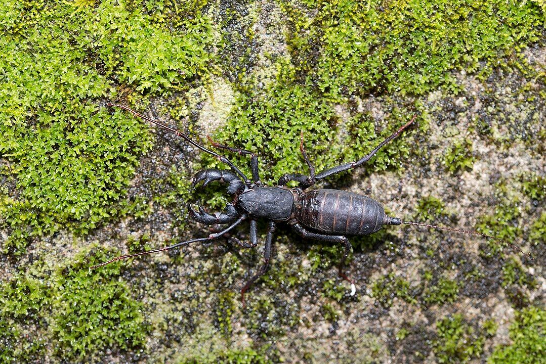 ¿Son peligrosos los vinagrillos? Te decimos qué hacer si ves uno