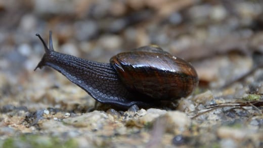 Un caracol carnívoro que pone huevos desde el cuello, fue visto en Nueva Zelanda