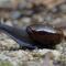 Un caracol carnívoro que pone huevos desde el cuello, fue visto en Nueva Zelanda
