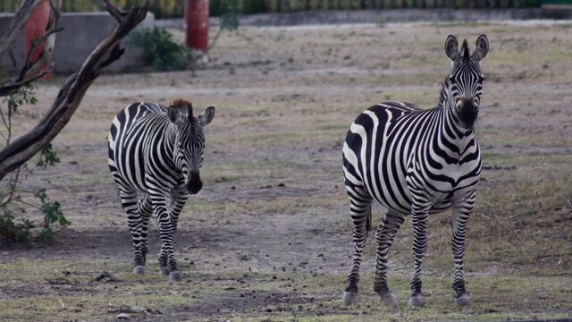 cebras en zoológico de Oaxaca