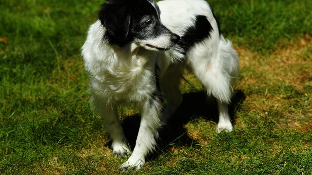 La mujer admitió haber asesinado y comido al perro de nombre Nika
