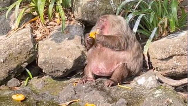 Macaco obeso en Catemaco