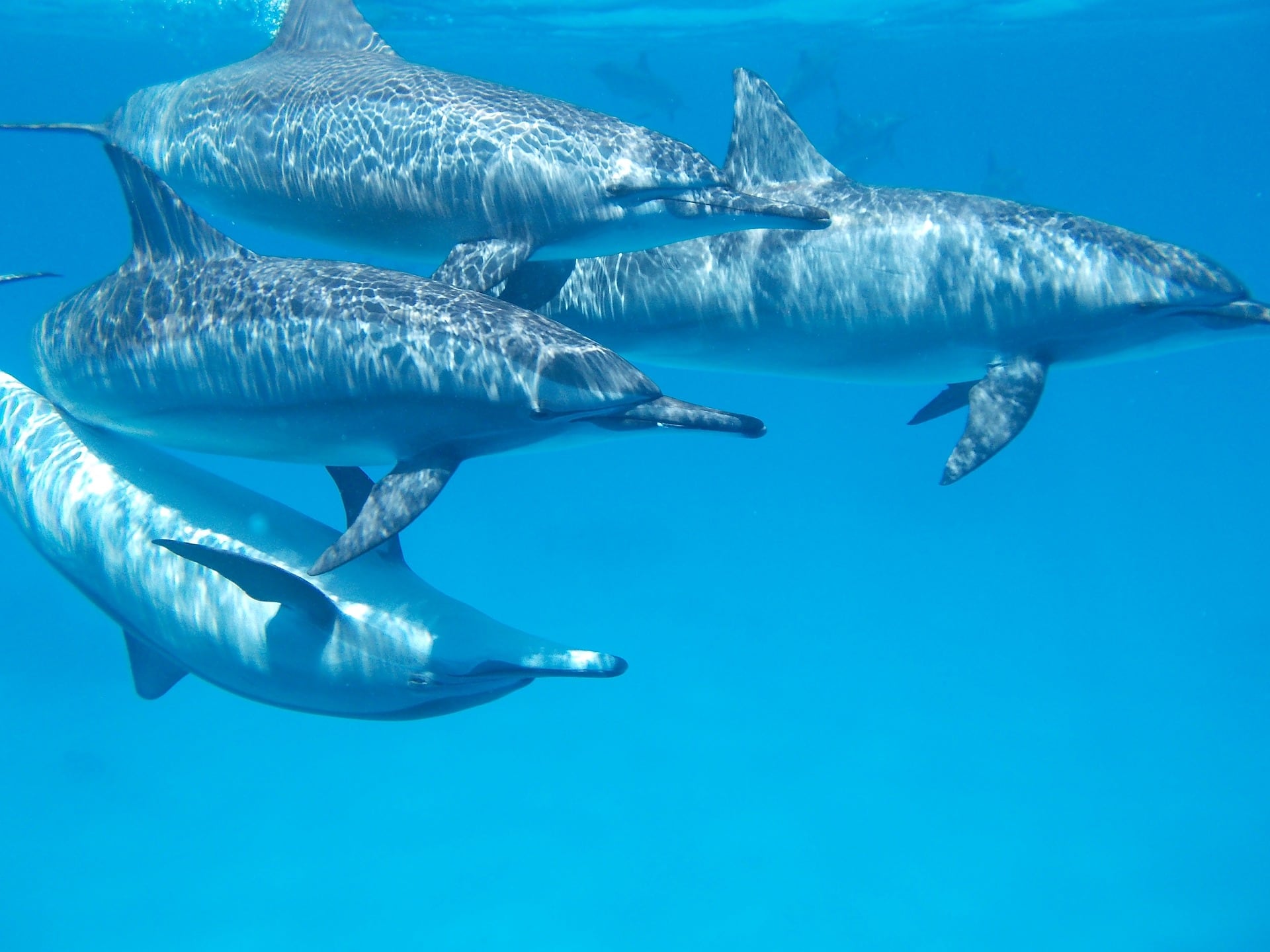 Delfines