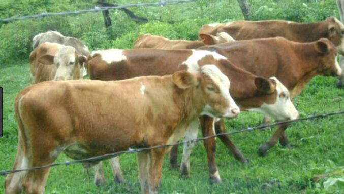 Bovinofobia, es el miedo a las vacas y ganado vacuno