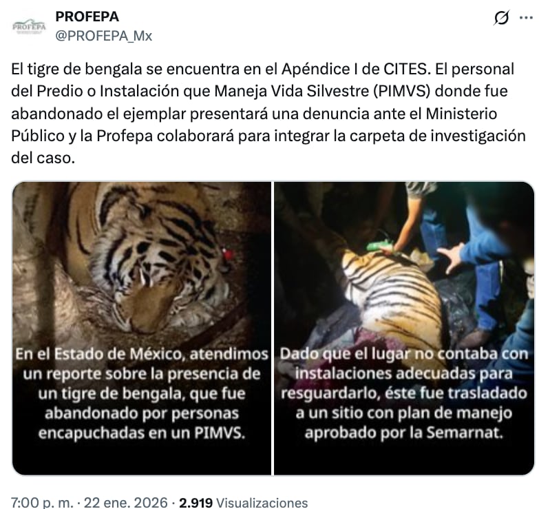 Profepa rescata tigre de bengala