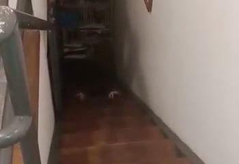 Usuaria de TikTok capta en video la presencia que la acecha en su casa