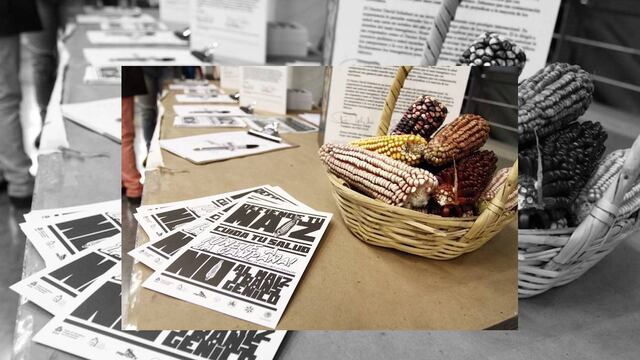 Inicia juicio contra maíz transgénico