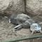 Las desgarradoras imágenes de los animales que siguen en precarias condiciones en Parque Central, tras la salida de la Jirafa Benito