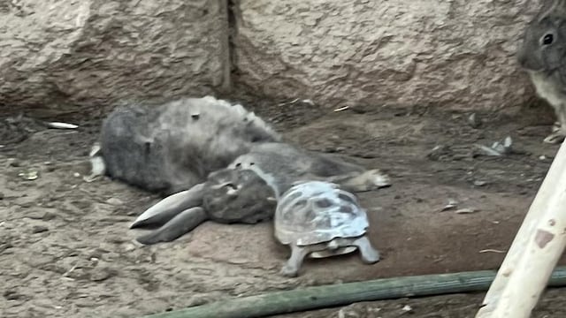 Las desgarradoras imágenes de los animales que siguen en precarias condiciones en Parque Central, tras la salida de la Jirafa Benito