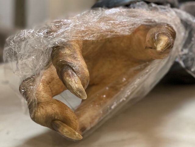 Mano de un alienígena del Covenant