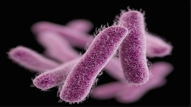 Shigella.