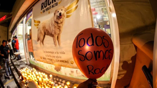 Ley Rocky: así es la reforma en Nuevo León contra el maltrato animal